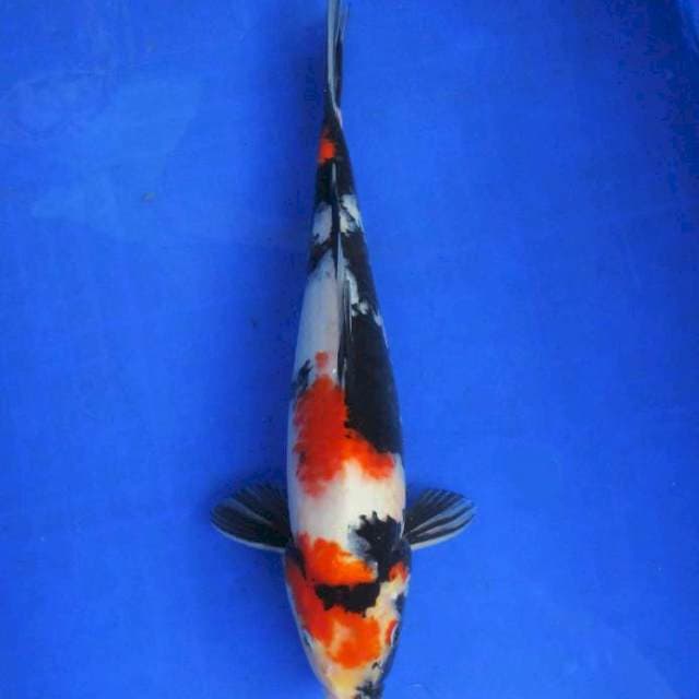 Showa sansoku 35bu