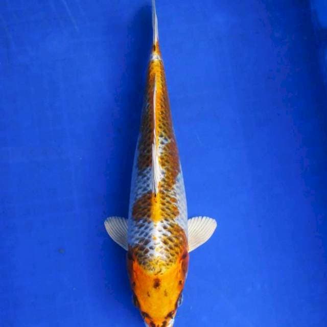 Kujaku ±35bu