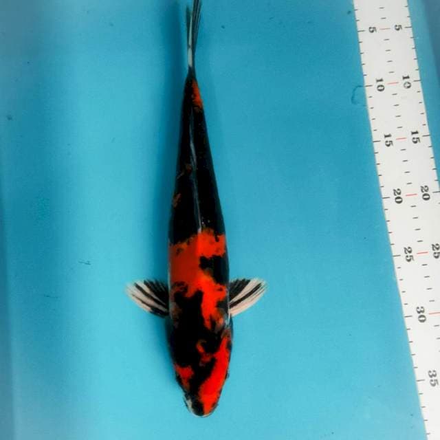 Showa doitsu 32cm male