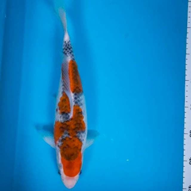 Goshiki jos 34cm