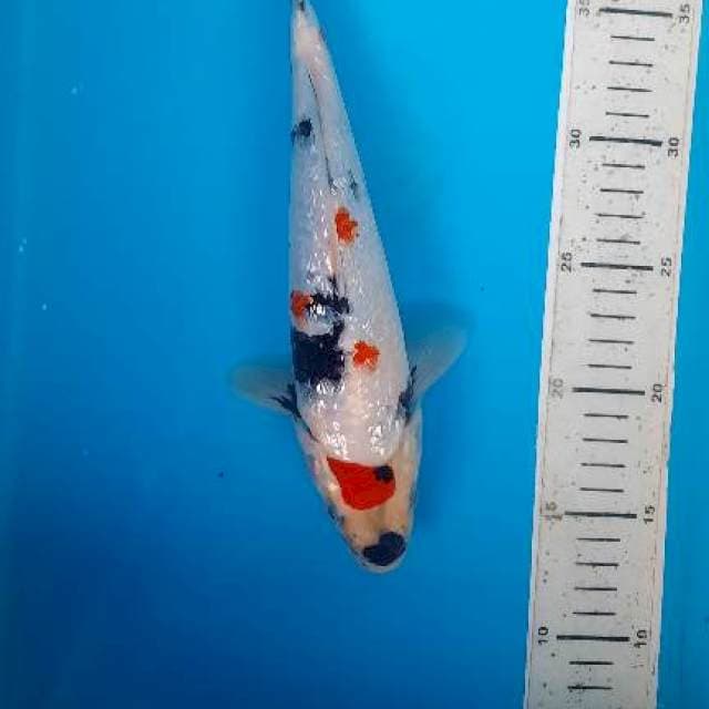 Showa gindrin 26cm