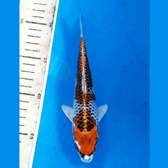 Kujaku, 19 cm