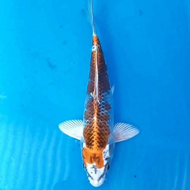 Kujaku, 18 cm