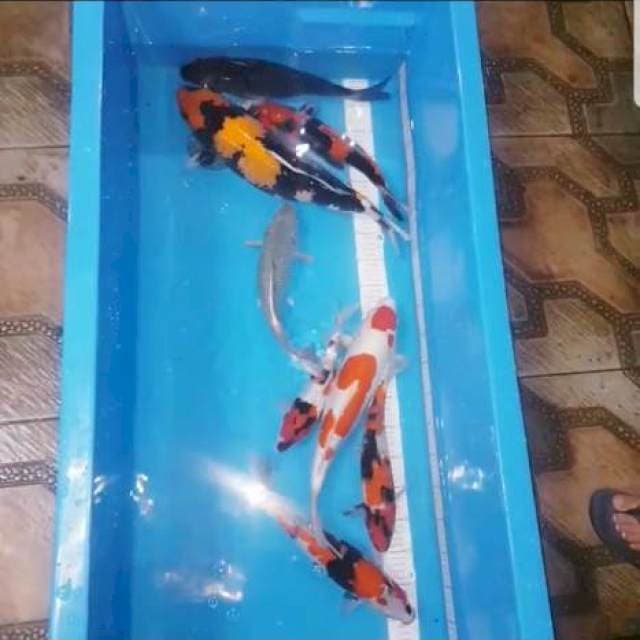 Paket Mix, Showa, ochiba, soregoi dan showa Jumbo Impor Serty