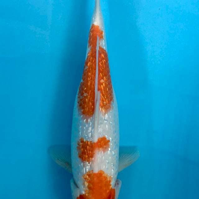 Kohaku Ginrin 34cm