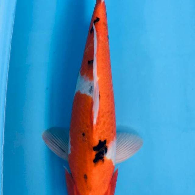 Sanke Jumbo Red strong 41cm