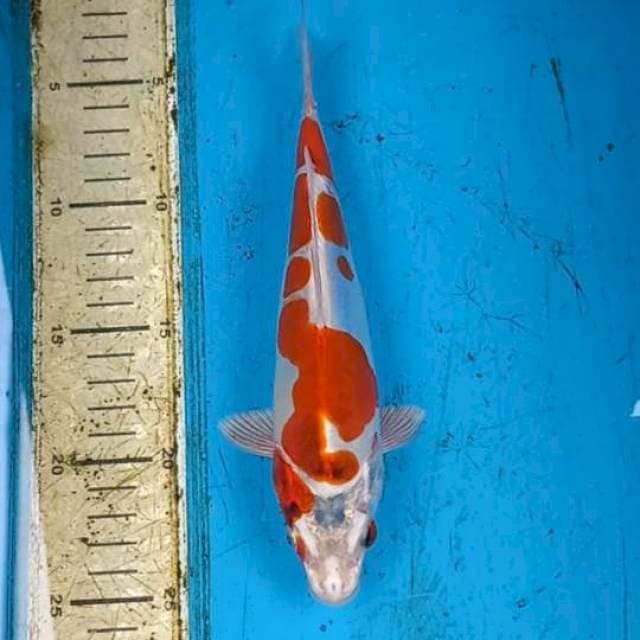 Kikokuryu 23cm