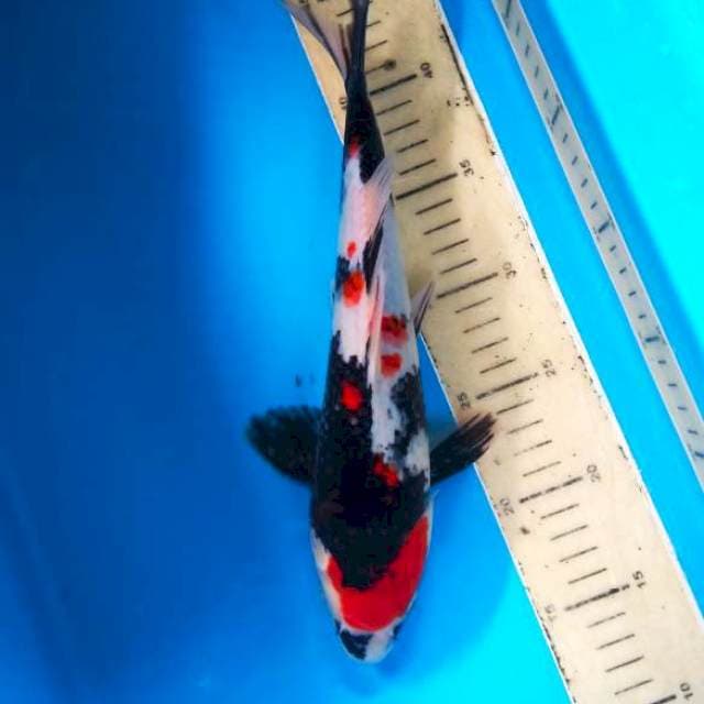 Maruten Showa 32 cm