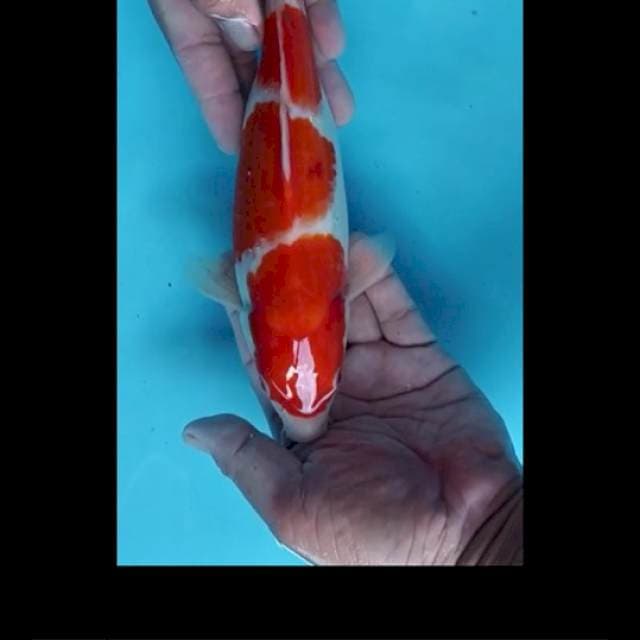 KOHAKU MERAH TAJAM
