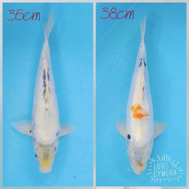 Siro 35cm sanke doid 38cm