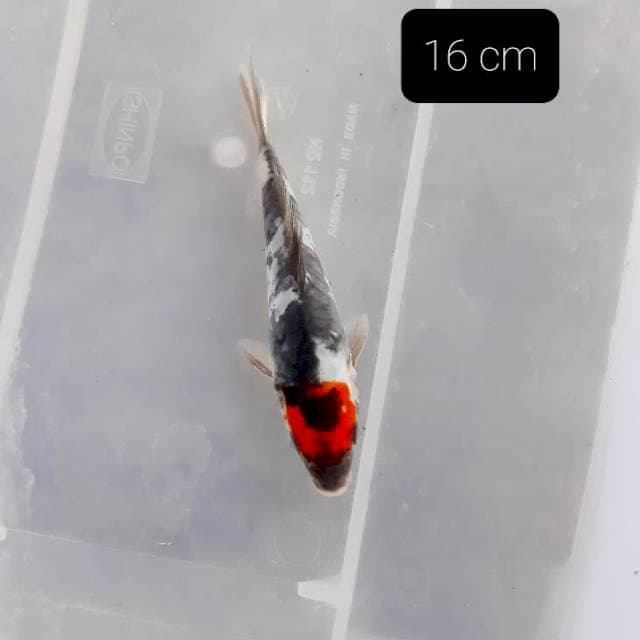 Tancho showa doit 16 cm