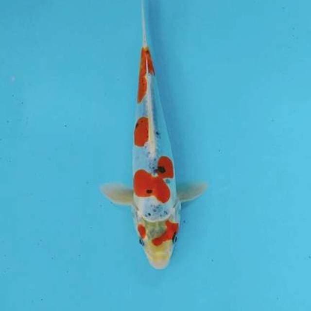 Gosiki doid 25cm