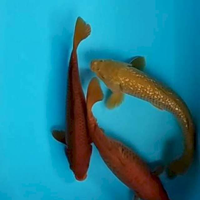 Chagoi ginrin non ginrin 30-33cm