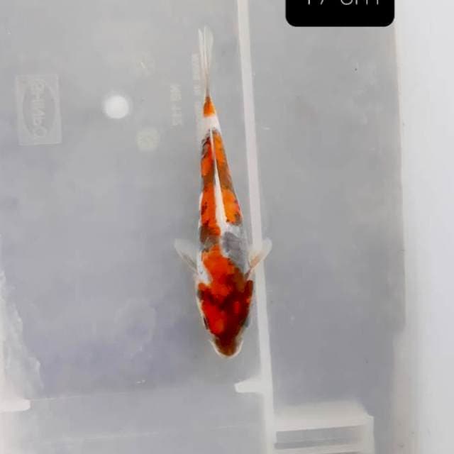 Showa 17 cm