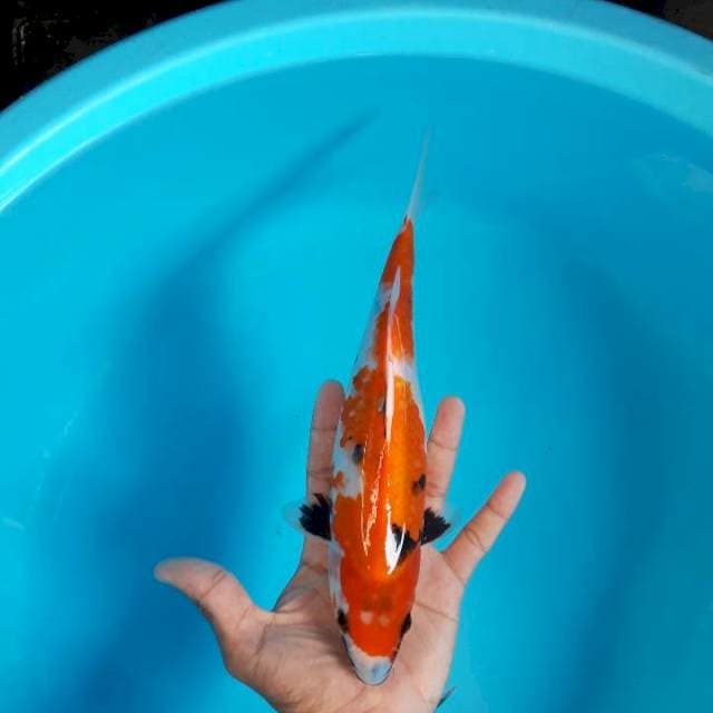 Showa Tategoi 27cm