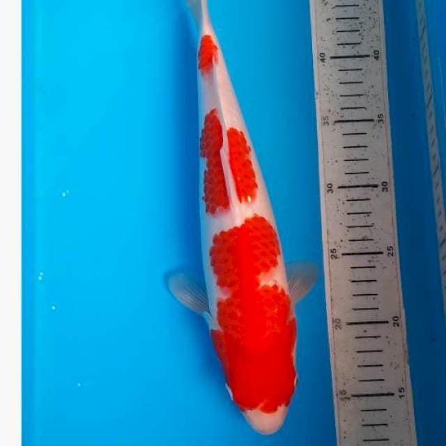 Kohaku 35cm
