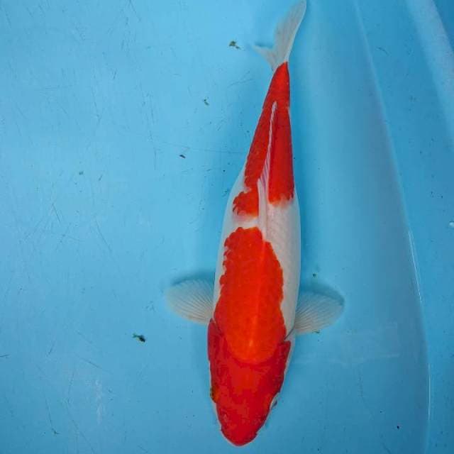 SRONG KOHAKU 32 cm