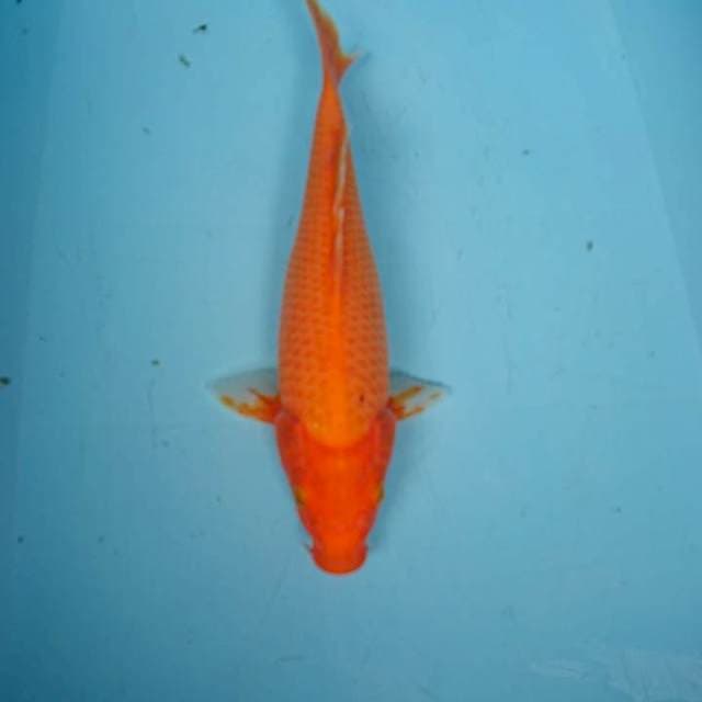 AKA HAJIRO 32 cm