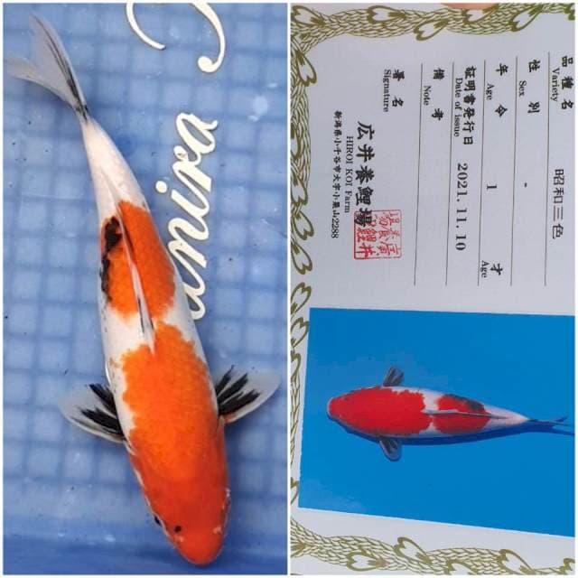 Showa Import Hiroi