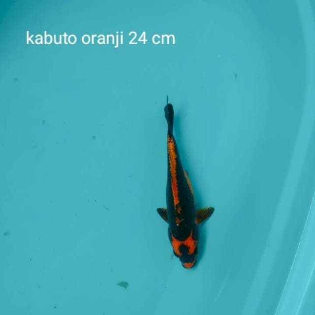 Kabuto orenji