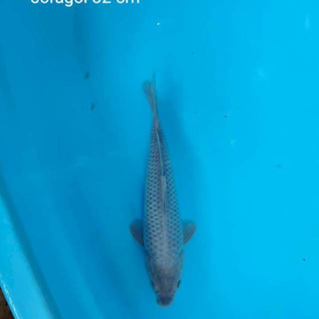 Soragoi jaring rapi