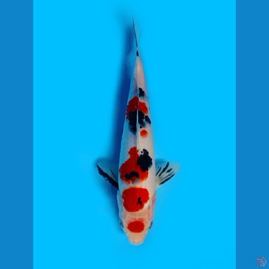 Maruten Sanke 27cm