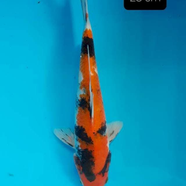 Showa 28 cm
