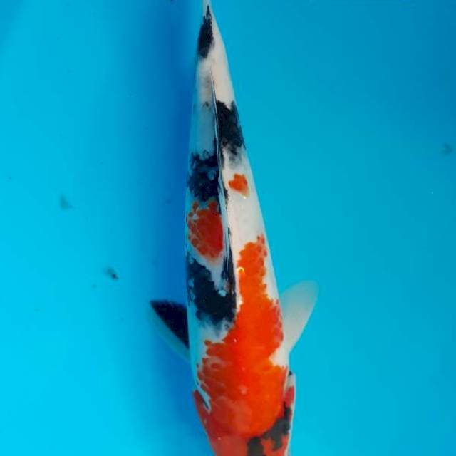 Showa 25 cm