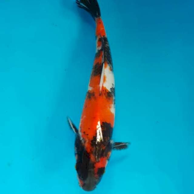 Showa 26 cm