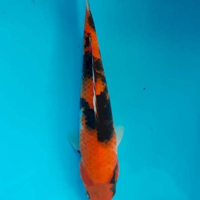 Showa 27 cm