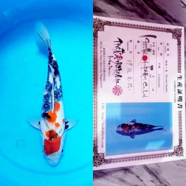 Showa ISA