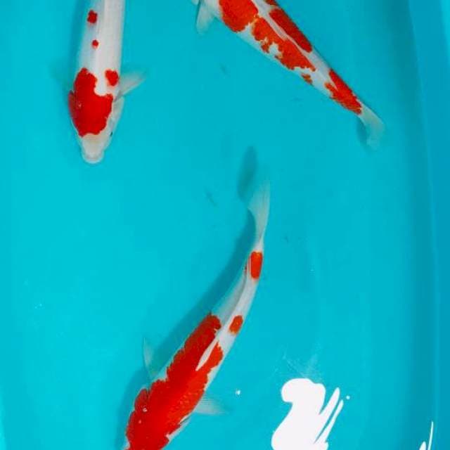 KOHAKU, 34 35 36 CM