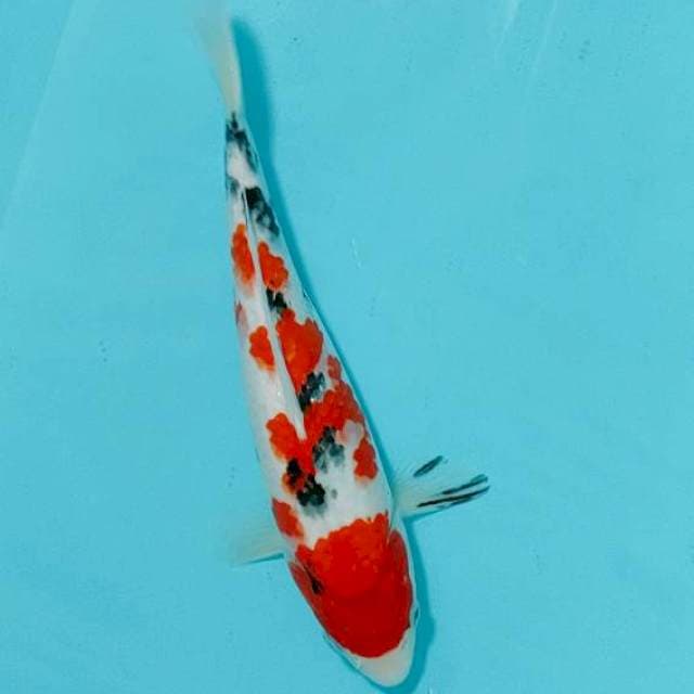 SANKE, 29CM