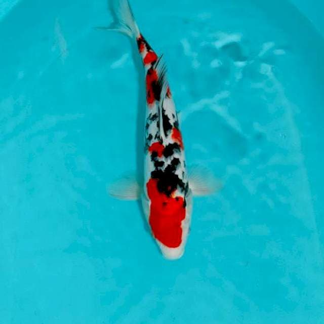 SANKE, 35CM