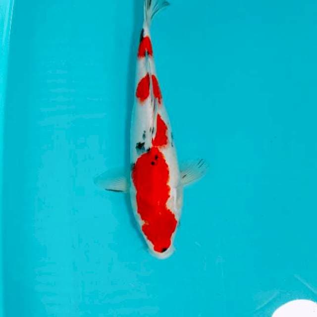 SANKE, 34CM