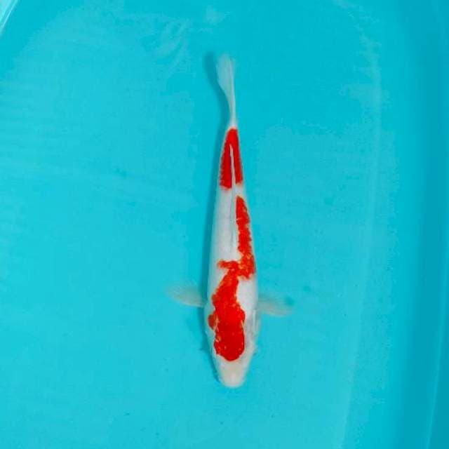KOHAKU, 34CM