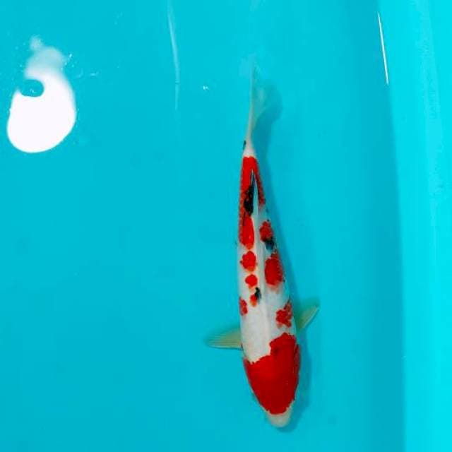 SANKE, 29CM
