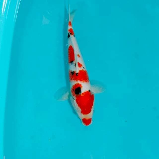 SANKE, 34CM