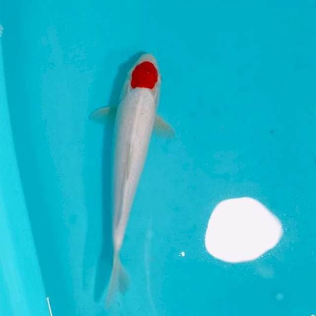 TANCHO KOHAKU ORI, 30CM