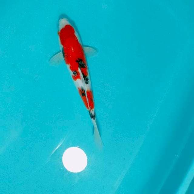 SANKE 29CM