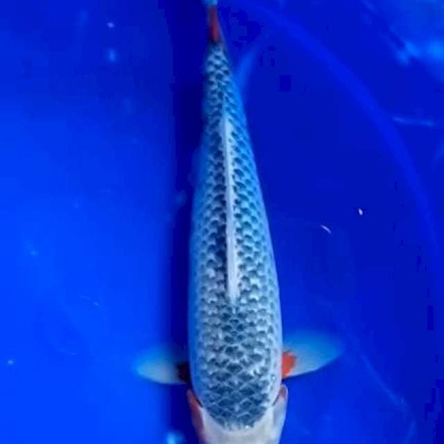 Asaghi