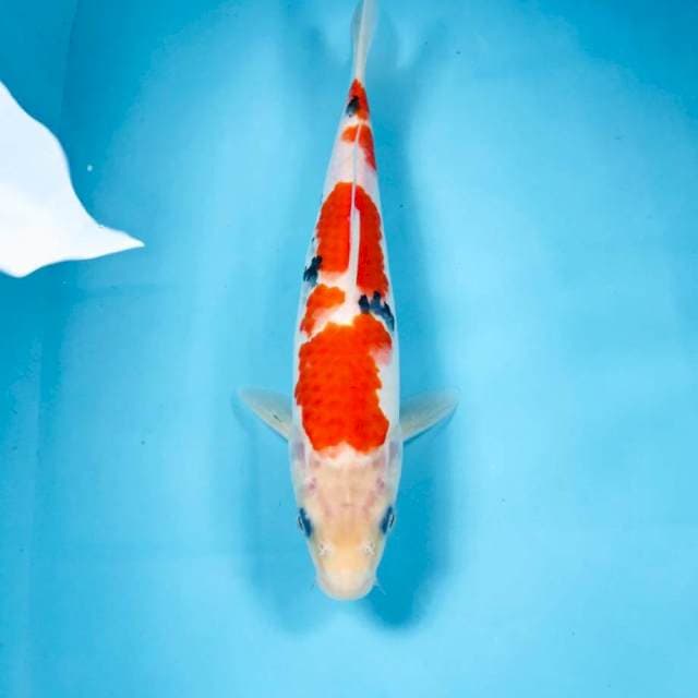 Sanke, 27 cm