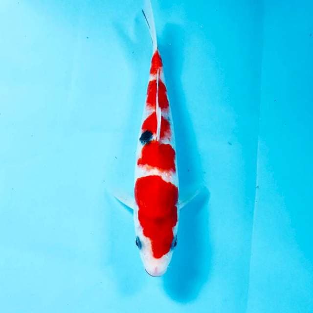 Sanke, 20 cm