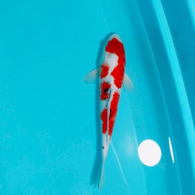 SANKE, 30CM