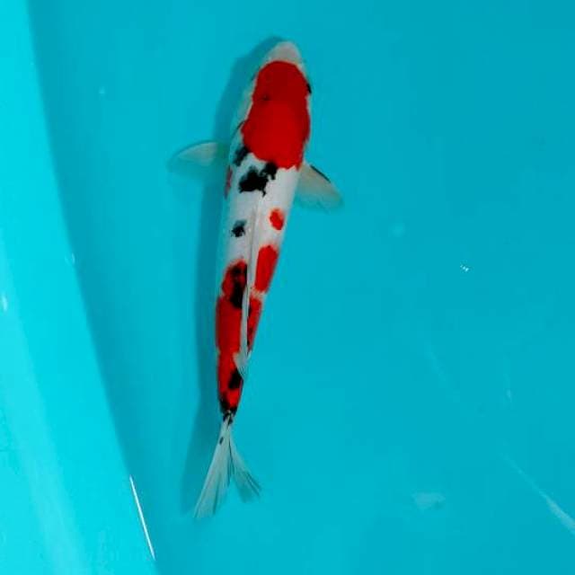 SANKE 29CM