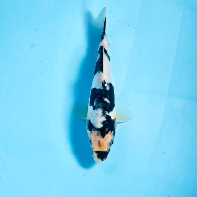 Shiro Doitsu, 18 cm