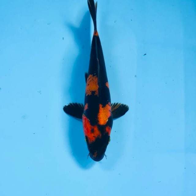 Hi Utsuri Doitsu, 17 cm