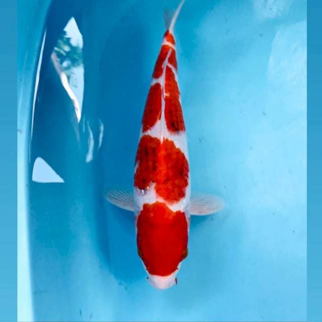 Ai Goromo, 37 cm