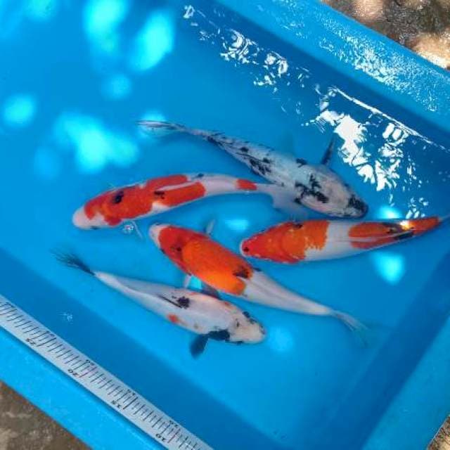Mix 25 - 28 cm