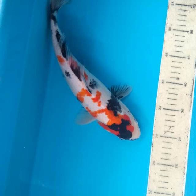 Showa 33 cm